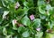 Lamb`s lettuce and bacon salad - Valerianella locusta