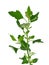 Lamb`s quarters , Chenopodium album, also known as Common lambsquarters, melde, goosefoot and fat-hen