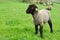 Lamb sheep