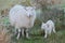 Lamb and sheep