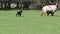 Lamb sheep black lamb running