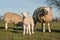 Lamb and sheep standing next to each other on a sunny day facing the camera