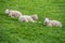 Lamb siblings laying in green grass on farm