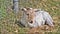 Lamb in spring lying alone on meadow