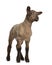 Lamb standing against white background