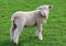 Lamb standing on a grassy meadow