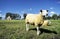 Lamb standing in a green field waiting