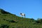 Lamb standing in high meadow New Zealand