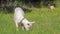 A lamb stands in a field in the pasture and eats grass. Copy space, full shot