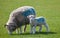 Lamb starring at camera with mother