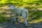 A lamb strolling in a field in Great Bowden close to Market Harborough