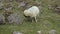 lamb sucking from his mother sheep in a field of grass.