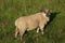 Lamb, sunlight, grassy field looking at camera