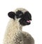 Lamb Valais Black Nose sheep bleating