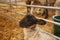 Lamb young sheep with black head in nursing pen on farm straw background