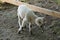 Lamb - young white sheep on farm