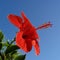 Lambent Bright red hibiscus flower in full bloom on the blue sky background at sunset. Close up