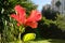 Lambent Bright red hibiscus flower in full bloom with its leaves at sunset. A worm& x27;s-eye view. Close up