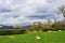 Lambing in Ashbourne 2, with Thorpe Cloud in the background, Derbyshire.