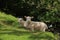 Lambs On The Banks Of The Ribble