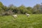 Lambs at Battle Abbey in East Sussex