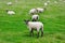 Lambs in Countryside near Elmscott on North Devon Coast near Hartland Quay, England, UK