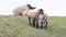 Lambs on dike, grazing, white, brown, black, easter