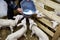 Lambs drinking milk from bucket on farm