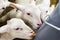 Lambs drinking milk from bucket on farm