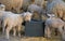 Lambs drinking water at farm .
