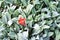 Lambs Ear leaves and red maple leaf Summer Plant