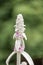 Lambs ear Stachys byzantina, pinkish flowers