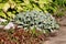 Lambs ear or Stachys byzantina plants with thick leaves densely covered with silver silky hairs growing in shape of small bush