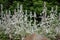 Lambs ear Stachys byzantina, silvery hairy plants in garden