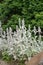 Lambs ear Stachys byzantina, silvery plants in a garden