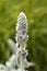 Lambs ears Silver Carpet