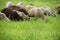 Lambs eat grass in the meadow. Lambs pasture. sheep in the countryside walk