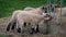 Lambs Eating At Feeder
