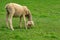 Lambs eating grass on the farm.