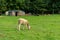 Lambs eating grass on the farm.