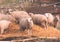 Lambs at feeding on the farm
