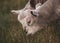 Lambs feeding in the ranch behind barbed fence farm cattle animals selective focus blur