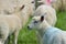 Lambs in field, Abbotsbury