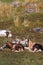 Lambs and goats lie in a meadow high in the Alps. Selective focus