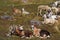 Lambs and goats lie in a meadow high in the Alps. Selective focus