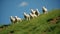 Lambs on a grassy hill with blue sky
