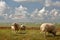 Lambs grazing alongside dike in Hindeloopen, Friesland, Netherlands