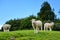 Lambs grazing at Duder Regional Park in New Zealand