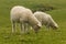 Lambs grazing on fresh meadow