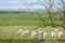 Lambs grazing in the meadow. Aberdeenshire, Scotland, UK